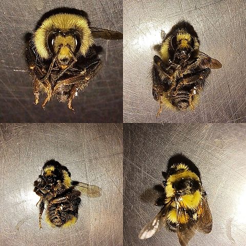 Bumblebee Found it at work. Was recently deceased when found.  Bombus insularis,Cuckoo bumblebee,Geotagged,Hymenoptera,Psithyrus,United States,bumblebee,female,indiscriminate cuckoo bumblebee