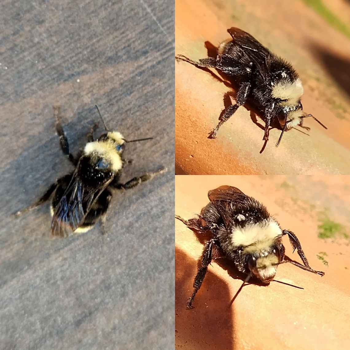 Yellow-faced bumblebee Looks similar to the California version. Except for the face color. Bombus vosnesenskii,Female,Geotagged,United States,Yellow-faced bumblebee,bumblebee