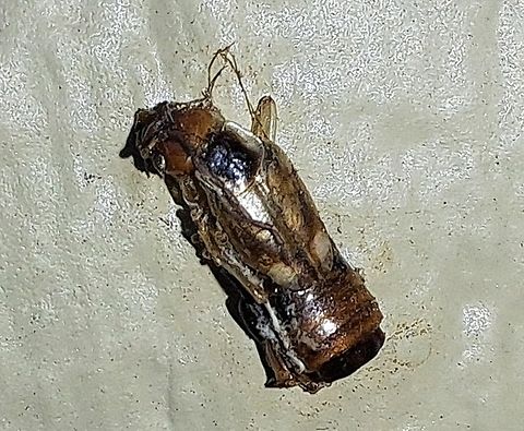 Fly coming out of pupa  Diptera,Geotagged,Spring,United States,fly,pupa,pupae