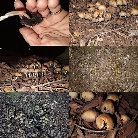 Ink cap mushrooms The inky mushroom contains coprine, which is poisonous when combined with alcohol. It isn’t poisonous in that it will kill you, but it will make you very ill. Coprinopsis atramentaria,Geotagged,United States,ink cap,mushroom