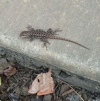Western Fence Lizard female  Geotagged,Sceloporus occidentalis,United States,Western Fence Lizard,Western fence lizard,female