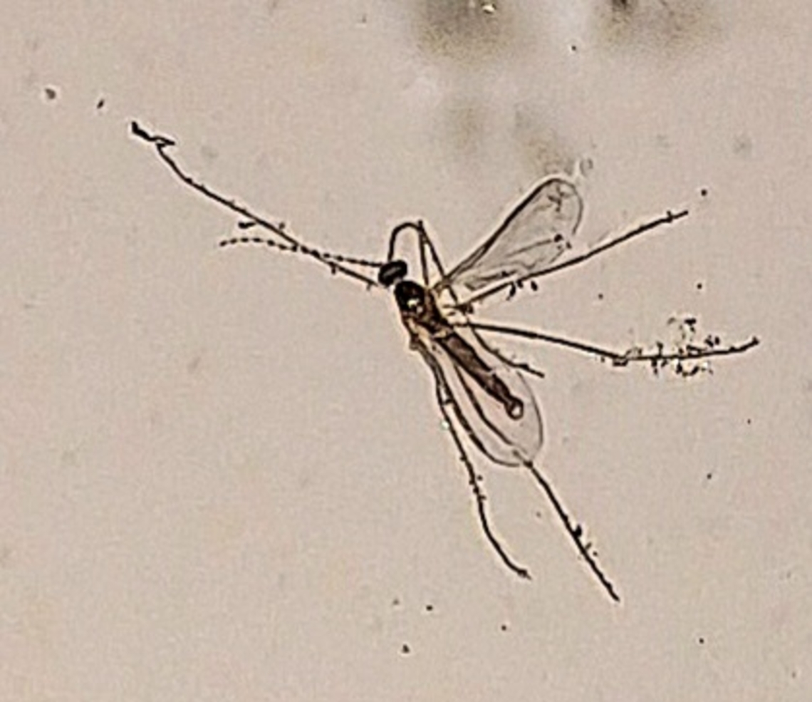 Cecidomyiidae Google lens said it was a mosquito but it lacked a protruding proboscus. I also got a buzzer midge from a bug identifying app but it would have had fuzzy, short antennaes. Cecidomyiidae,Geotagged,Male,Spring,United States,gall gnat,gall midge