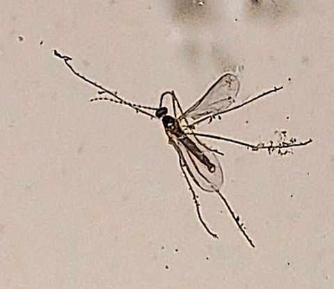 Cecidomyiidae Google lens said it was a mosquito but it lacked a protruding proboscus. I also got a buzzer midge from a bug identifying app but it would have had fuzzy, short antennaes. Cecidomyiidae,Geotagged,Male,Spring,United States,gall gnat,gall midge