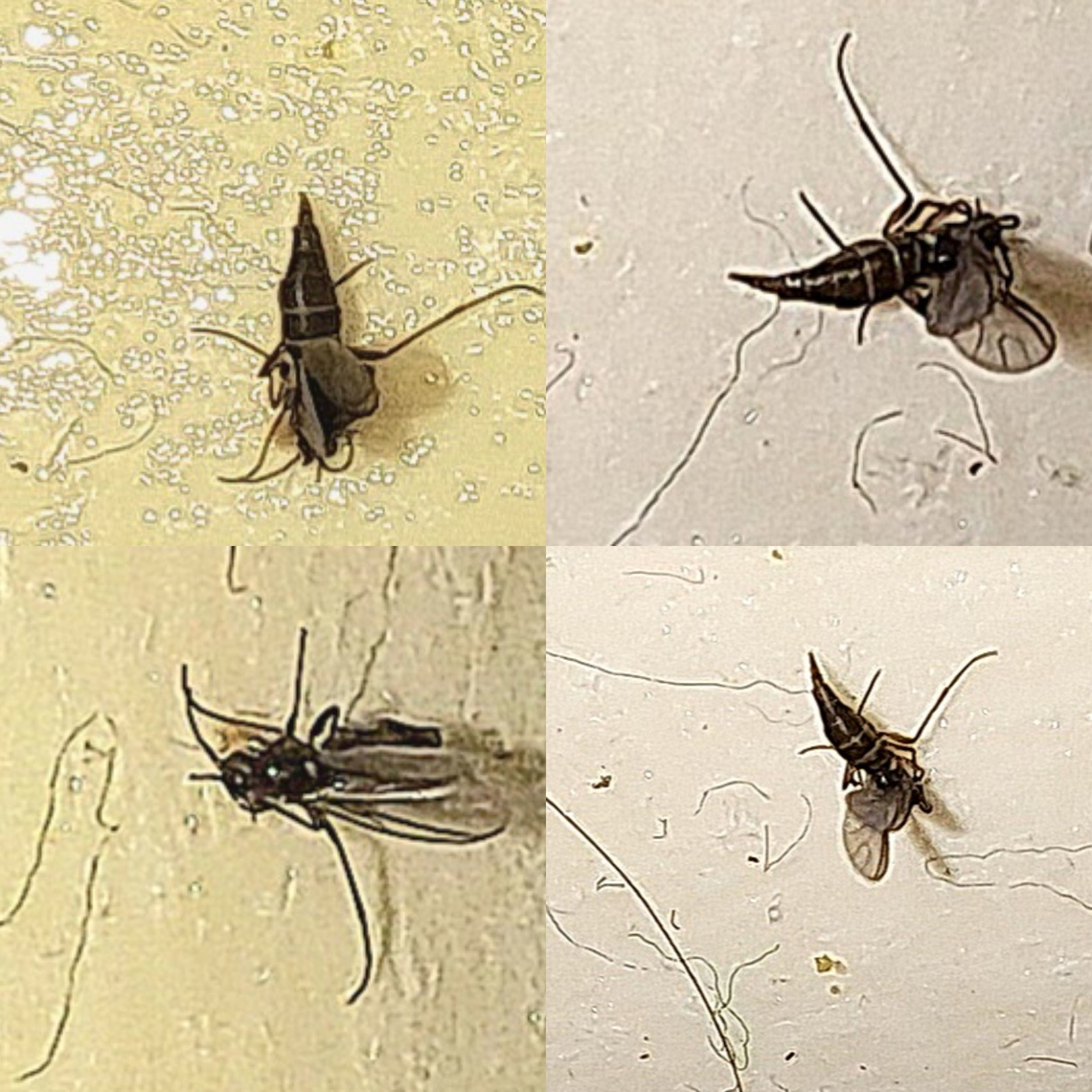 March fly Not the best way to catch a fly. It ended up on a lint roller. Bibionid,Bibionidae,Geotagged,March fly,United States,black,diptera,fly