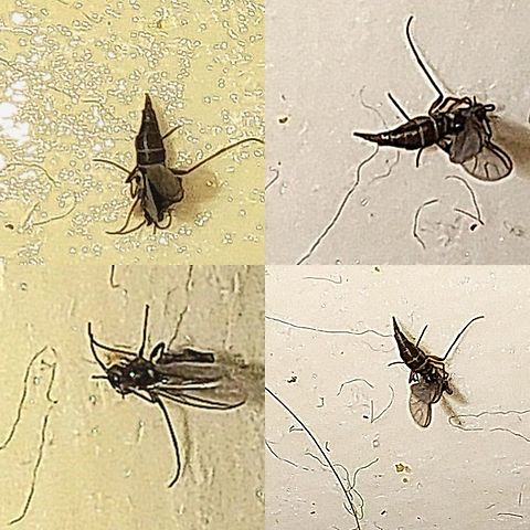 March fly Not the best way to catch a fly. It ended up on a lint roller. Bibionid,Bibionidae,Geotagged,March fly,United States,black,diptera,fly