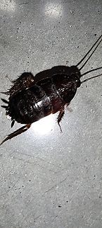 Immature oriental cockroach male Think it was hurt. Was running funny. Best picture I could get. Blatta orientalis,Geotagged,Oriental cockroach,Spring,United States,immature,male