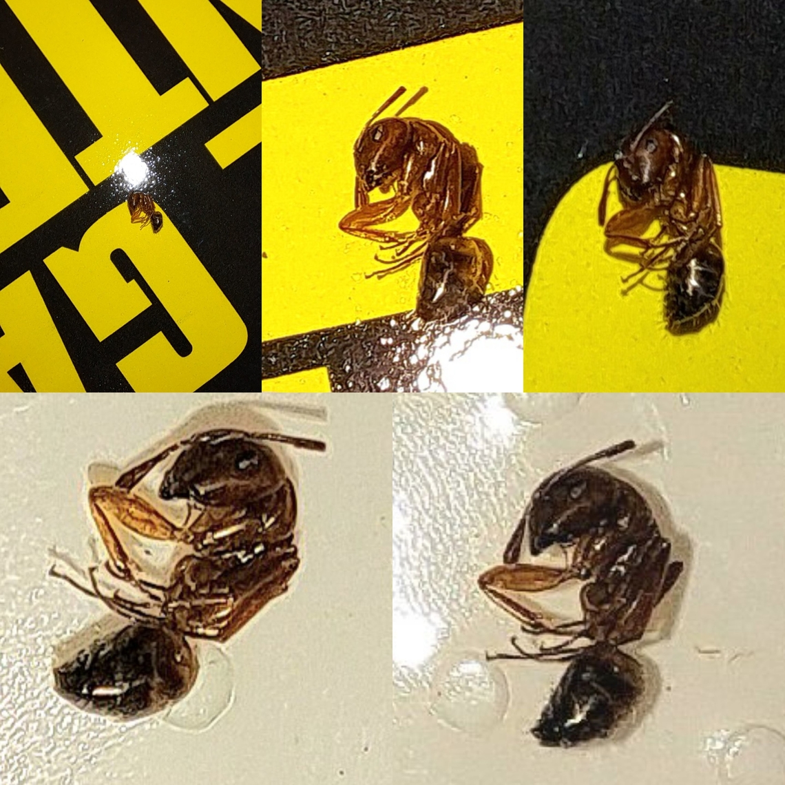 Ant. About 7mm It has short antennas. Fuzz on its backside. It looks a little like a carpenter worker. I found it dead on a box of trash bags. Arthropoda,Formicidae,Geotagged,Hymenoptera,Insecta,United States,ant