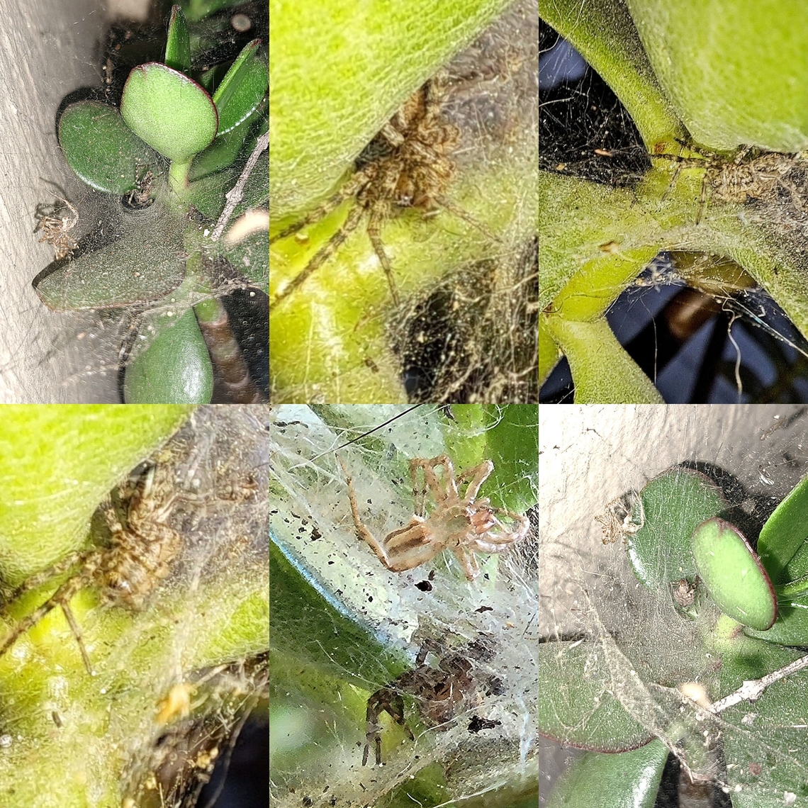 Grass spider Not an easy spider to take pictures of. The molted skin came out better than this elusive spider herself.  Agelenidae,American,Arachnida,Araneae,Geotagged,Grass spider,Hololena,Hololena Nedra,Hololena nedra,Jade plant,United States,female,funnel weaver,spider