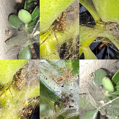 Grass spider Not an easy spider to take pictures of. The molted skin came out better than this elusive spider herself.  Agelenidae,American,Arachnida,Araneae,Geotagged,Grass spider,Hololena,Hololena Nedra,Hololena nedra,Jade plant,United States,female,funnel weaver,spider