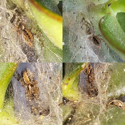 The elusive funnel weaver part 2 I got a little better photos this morning.  Agelenidae,Arachnida,Araneae,Geotagged,Grass Spider,Hololena nedra,United States,female,funnel weaver,hololena nedra,spider