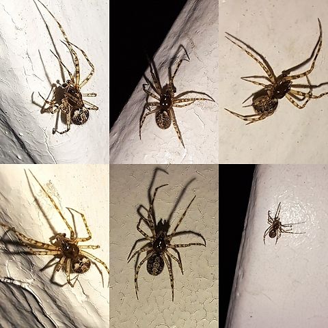 American House Spider male I guess a single species could have different colorations. American House Spider,Arachnida,Araneae,Comb-Footed spider,Geotagged,Male,Parasteatoda tepidariorum,Theridiidae,United States,spider