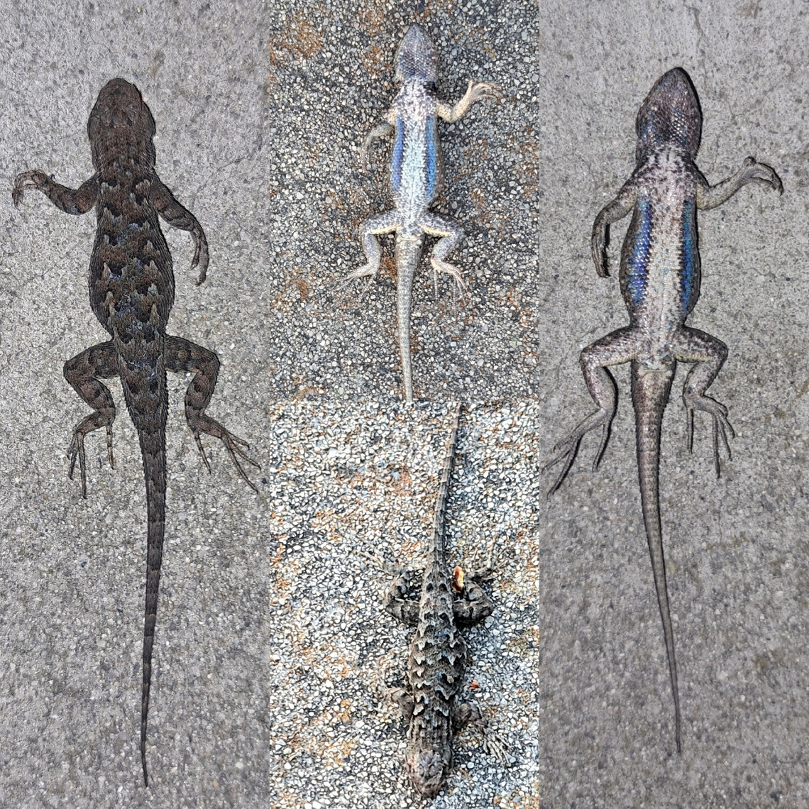 Sceloporus occidentalis I don&#039;t thinks Lizards just die by my house like this. Think the neighbor&#039;s cat was involved again.  Saw her in the backyard. A couple of posts are of the deceased nature.  Bluebelliy,Geotagged,Iguania,Male,Phrynosomatidae,Reptiles,Sceloporus,Sceloporus occidentalis,Spiny Lizard,Squamata,United States,Western fence lizard,Western fence lizard (blue-belly),chordata,juvenile