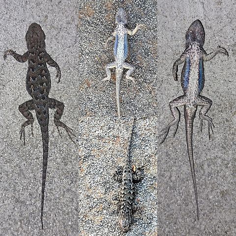 Sceloporus occidentalis I don't thinks Lizards just die by my house like this. Think the neighbor's cat was involved again.  Saw her in the backyard. A couple of posts are of the deceased nature.  Bluebelliy,Geotagged,Iguania,Male,Phrynosomatidae,Reptiles,Sceloporus,Sceloporus occidentalis,Spiny Lizard,Squamata,United States,Western fence lizard,Western fence lizard (blue-belly),chordata,juvenile