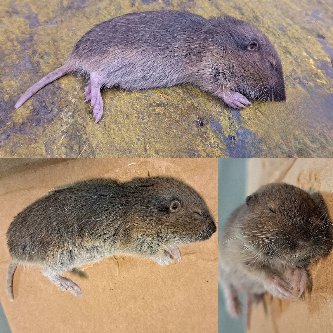 Botta's gopher Freaked out a coworker and he kicked it. It's not how it died though.  I saw puncture marks in the lower abdominal area. We have a lot of cats at work. Most are black and the tortie mom, after 15 kittens from 3 litters, is fixed. I'm assuming it was one of the black cats because that poor gopher found where I saw one of the cats earlier in the area.  Botta's pocket gopher,Geomyidae,Geotagged,Rodentia,Thomomys bottae,United States,Valley pocket gopher,botta's pocket gopher