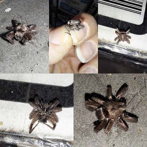 Female mouse spider  Arachnida,Araneae,Araneomorphae,Arthropoda,Chelicerata,Female,Gnaphosidae,Scotophaeus blackwalli,ground spider,mouse spider