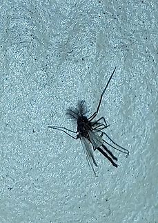 Buzzer midge male Fuzzy antennas. Arthropoda,Buzzer Midge,Chironomidae,Chironomus,Chironomus plumosus,Diptera,Geotagged,Insecta,Spring,United States,black,buzzer midge,male