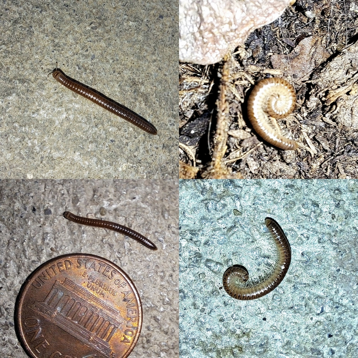 Greenhouse millipede Penny for scale. It&#039;s really tiny. Arthropoda,Diplopoda,Geotagged,Greenhouse millipede,Oxidus,Oxidus gracilis,Paradoxosomatidae,Polydesmida,United States