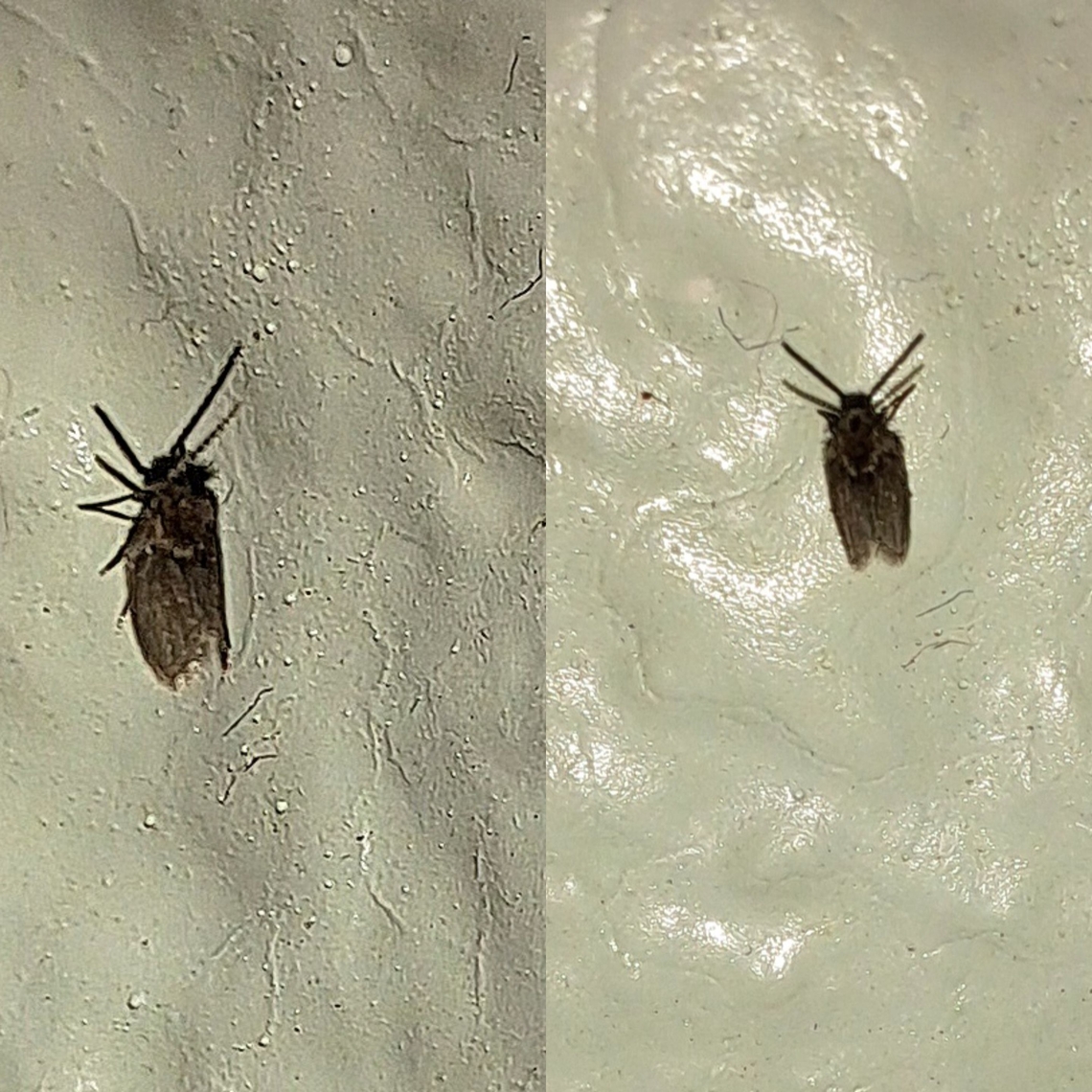 Drain fly  Bathroom Moth Fly,Clogmia albipunctata,Diptera,Drain fly,Filter fly,Geotagged,Psychodidae,Sewer gnat,Sink fly,Telmatoscopus,United States,sand fly