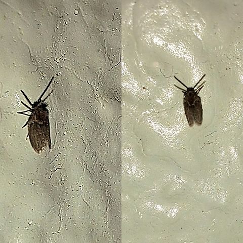 Drain fly  Bathroom Moth Fly,Clogmia albipunctata,Diptera,Drain fly,Filter fly,Geotagged,Psychodidae,Sewer gnat,Sink fly,Telmatoscopus,United States,sand fly