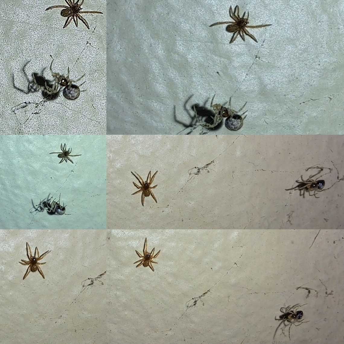 Mating pair Very tiny. American House Spider,Arachnida,Araneae,Araneomorphae,Comb-Footed spider,Geotagged,Parasteatoda tepidariorum,Theridiidae,United States,cobweb spider,common house spider