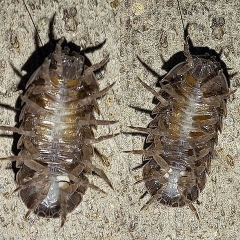 Female woodlouse  Armadillidiidae,Armadillidium,Armadillidium vulgare,Common Pill Woodlouse,Geotagged,Isopoda,Malacostraca,Oniscidea,Pillbug,United States,Woodlouse,female