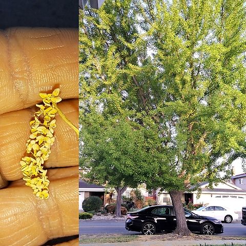 Ginkgo biloba pollen/tree  Geotagged,Ginkgo biloba,Ginkgoaceae,Ginkgoales,Ginkgoopsida,Ginkgophyta,United States,maidenhair tree,pollen,spring