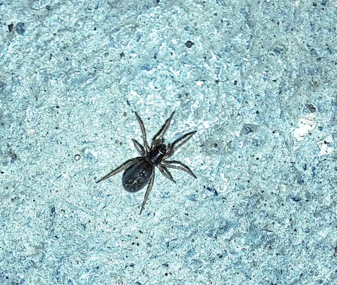 Falconina gracilis  Ant-mimic sac spiders,Araneae,Corinnidae,Falconina gracilis,Geotagged,Spring,United States,female