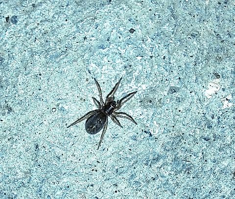 Falconina gracilis  Ant-mimic sac spiders,Araneae,Corinnidae,Falconina gracilis,Geotagged,Spring,United States,female