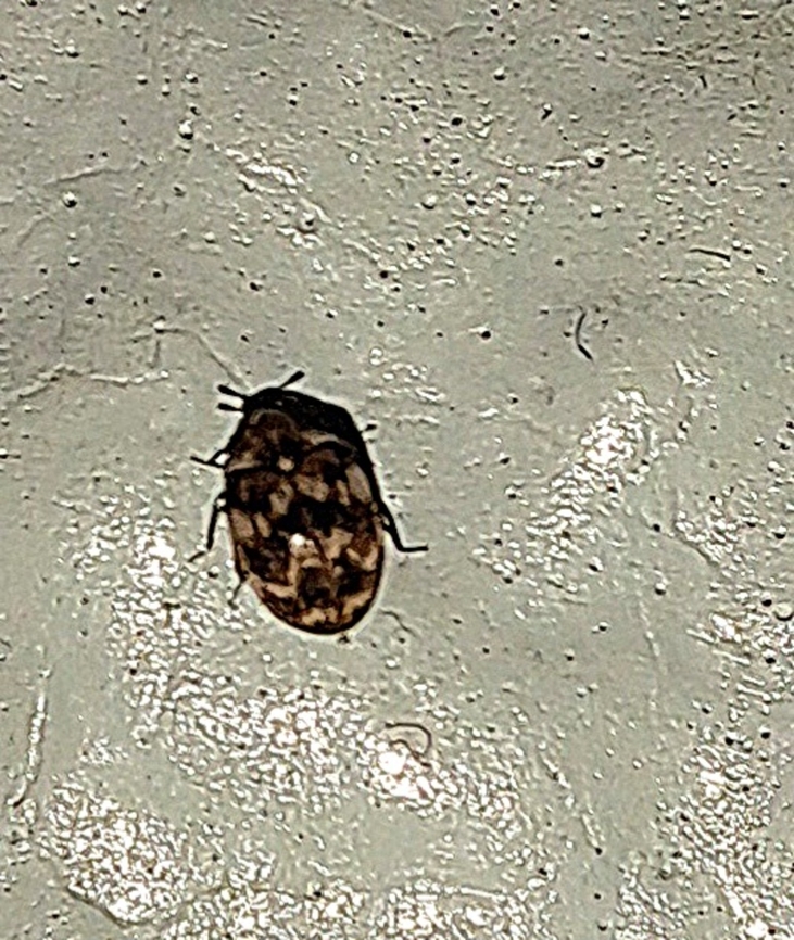 Adult varied carpet beetle  Arthropoda,Coleoptera,Dermestidae,Geotagged,Insecta,Spring,United States,Varied carpet beetle