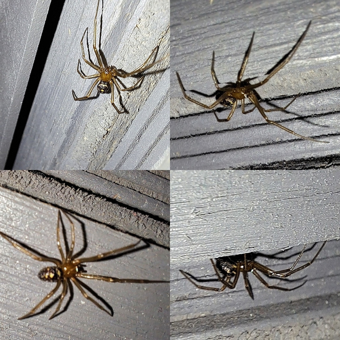 Male false widow Slight blur. Not a fan of paparazzi.  Araneae,Arthropoda,Cobweb spider,Cobweb weaver,Comb-footed spider,Cupboard spider,Geotagged,Steatoda Grossa,Steatoda grossa,Tangle web spider,Theridiidae,United States,male