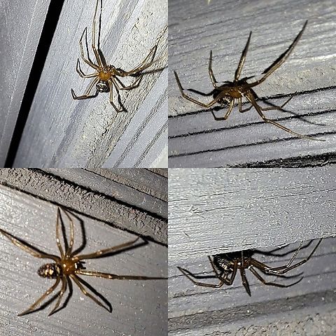 Male false widow Slight blur. Not a fan of paparazzi.  Araneae,Arthropoda,Cobweb spider,Cobweb weaver,Comb-footed spider,Cupboard spider,Geotagged,Steatoda Grossa,Steatoda grossa,Tangle web spider,Theridiidae,United States,male