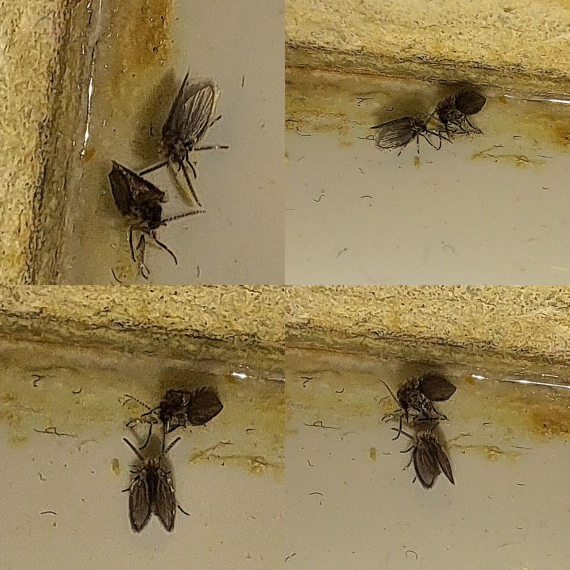 Was maybe a mating pair Their courtship didn&#039;t end well.  Bathroom Moth Fly,Clogmia albipunctata,Diptera,Geotagged,Psychoda,Psychodidae,Psychodinae,Psychodini,Psychodomorpha,United States,drain fly,moth fly