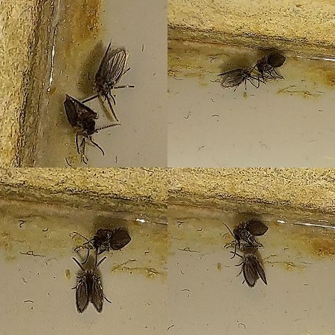 Was maybe a mating pair Their courtship didn't end well.  Bathroom Moth Fly,Clogmia albipunctata,Diptera,Geotagged,Psychoda,Psychodidae,Psychodinae,Psychodini,Psychodomorpha,United States,drain fly,moth fly