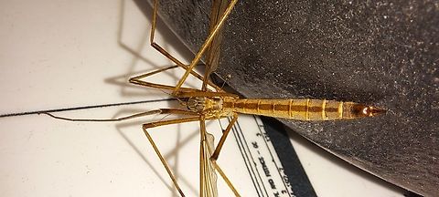 Female crane fly So many of them have flown into the store probably because of the heavy rains this year. The store cat ate one too. Crane fly,Diptera,European Crane Fly,Geotagged,Spring,Tipula paludosa,Tipulidae,United States,crane fly,female