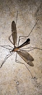 Crane fly male in the bathroom at work I'm not sure if there are multiple species flying around. Crane fly,Diptera,Geotagged,Male,Mosquito hawk,Spring,Tipula,Tipulidae,United States,crane fly