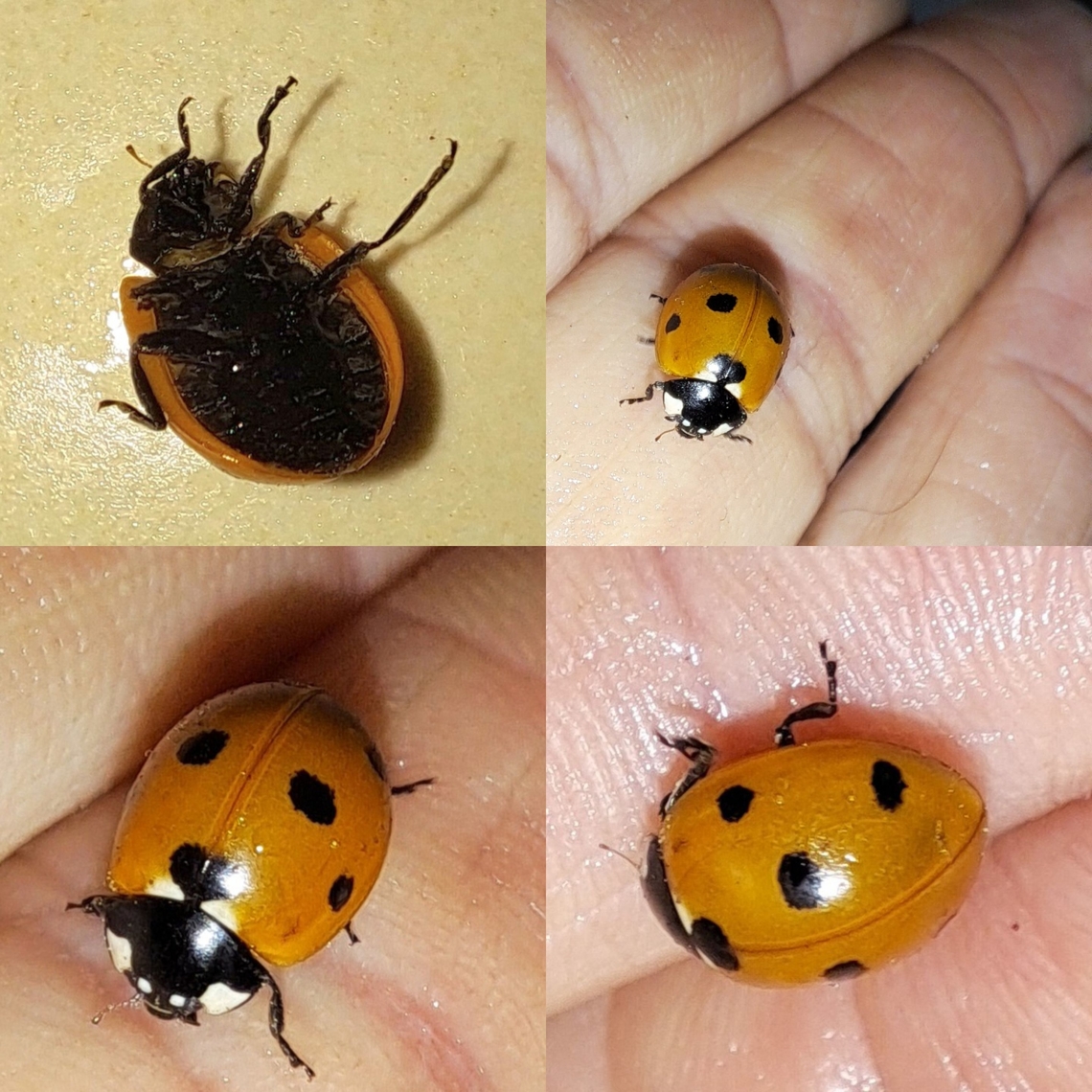 Ladybird  Coccinella,Coccinella septempunctata,Coccinellidae,Coleoptera,Geotagged,Seven-spot ladybird,Seven-spotted Lady Beetle,United States