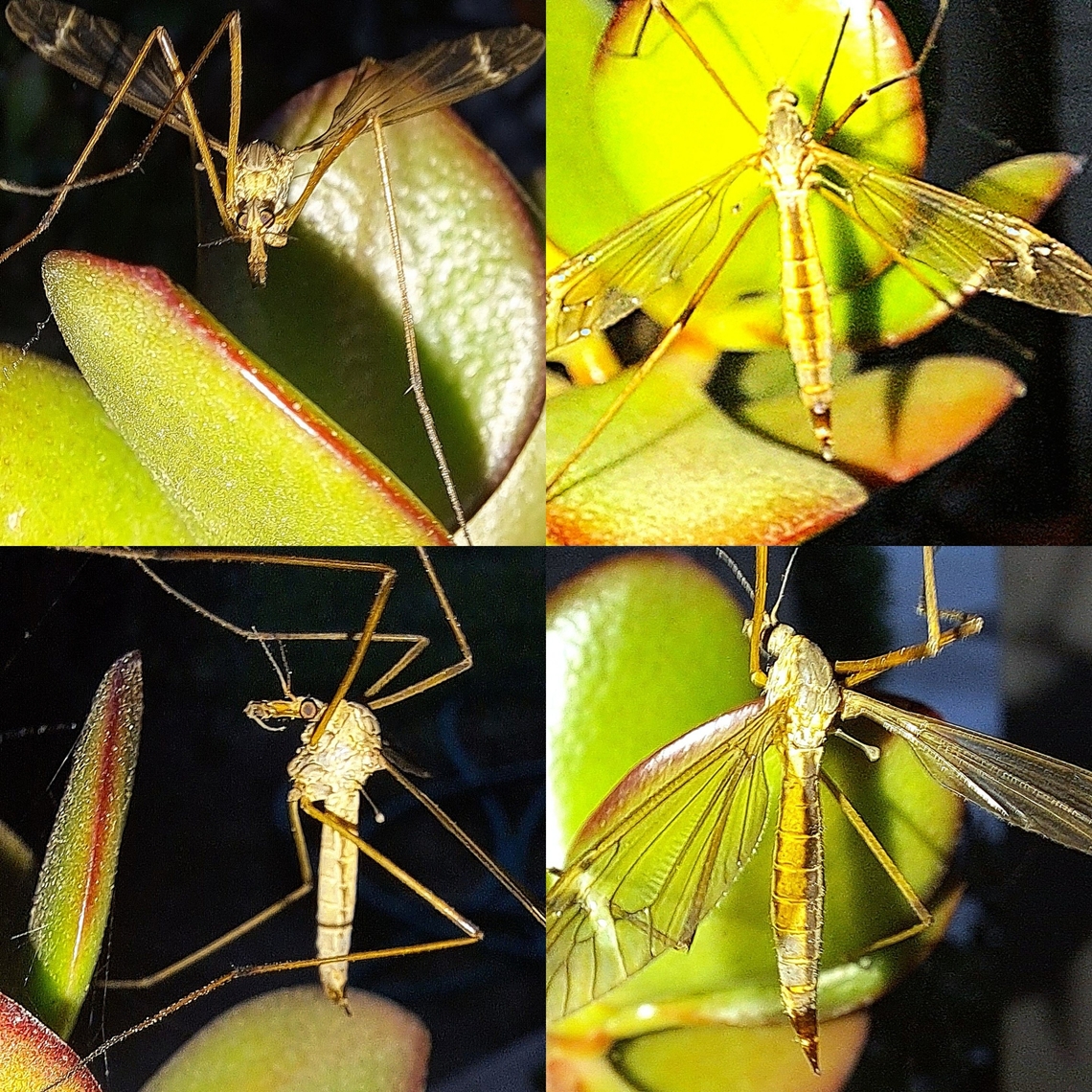 Female crane fly on jade plant  Diptera,European Crane Fly,Female,Geotagged,Tipula,Tipula paludosa,Tipulidae,United States,crane fly