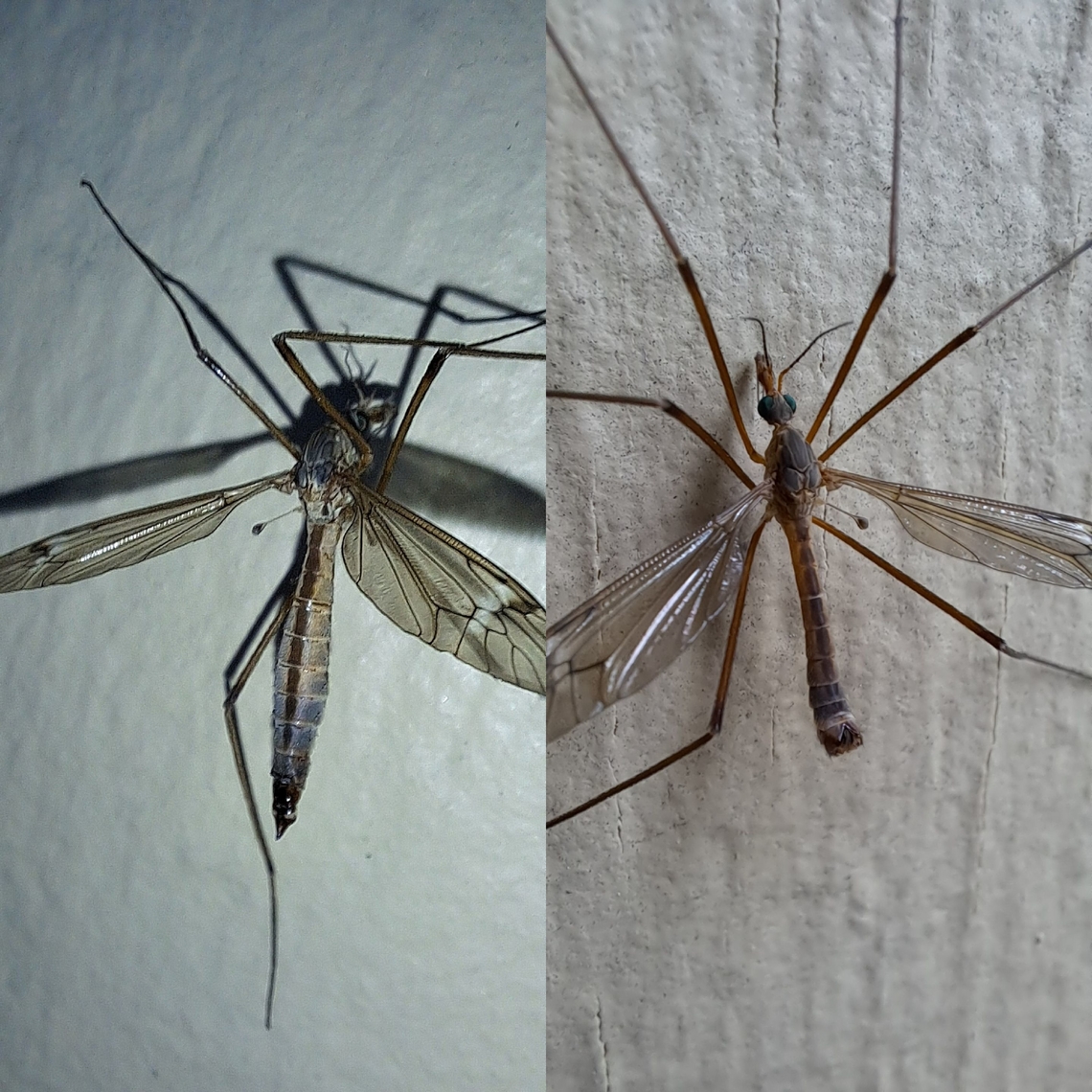Tipula paludosa Now I have both. I have been seeing nothing but females for a while. Here&#039;s a side by side. Diptera,European Crane Fly,Geotagged,Tipula,Tipula paludosa,Tipulidae,United States,female,male