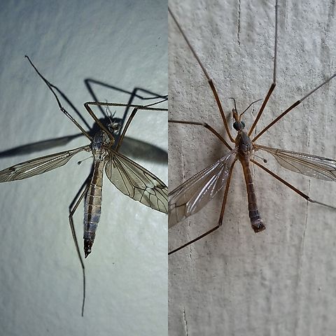 Tipula paludosa Now I have both. I have been seeing nothing but females for a while. Here's a side by side. Diptera,European Crane Fly,Geotagged,Tipula,Tipula paludosa,Tipulidae,United States,female,male