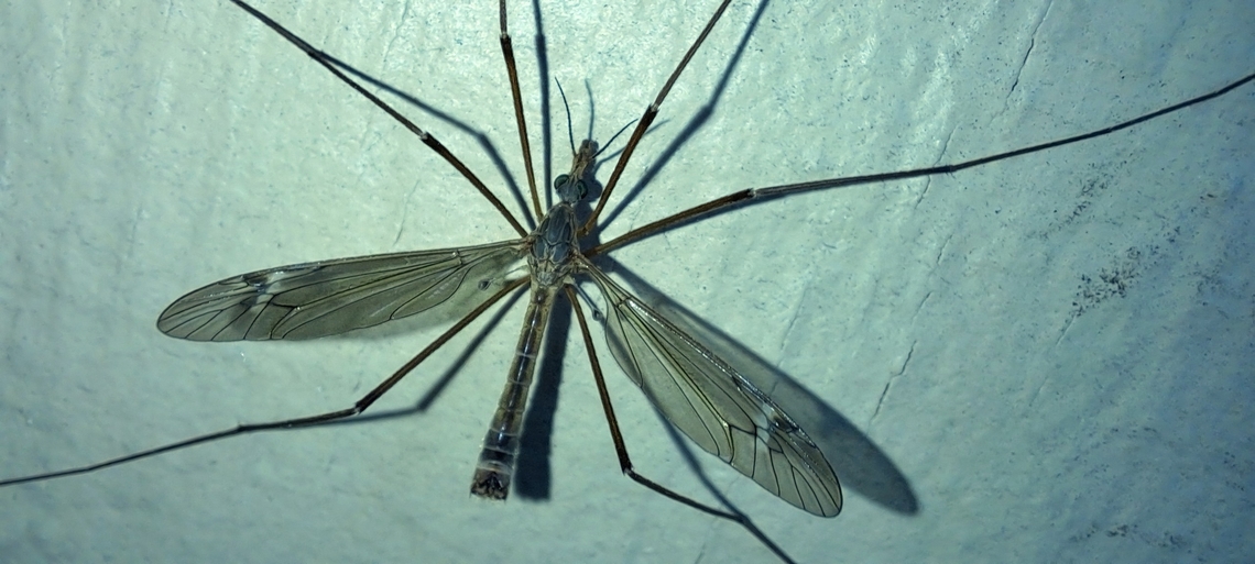 European Crane Fly male  Diptera,European Crane Fly,Geotagged,Spring,Tipula,Tipula paludosa,Tipulidae,United States,male