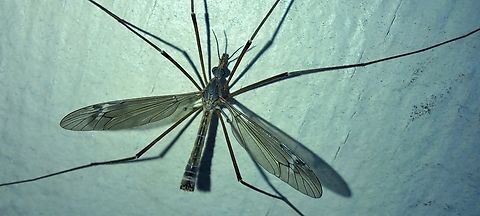 European Crane Fly male  Diptera,European Crane Fly,Geotagged,Spring,Tipula,Tipula paludosa,Tipulidae,United States,male