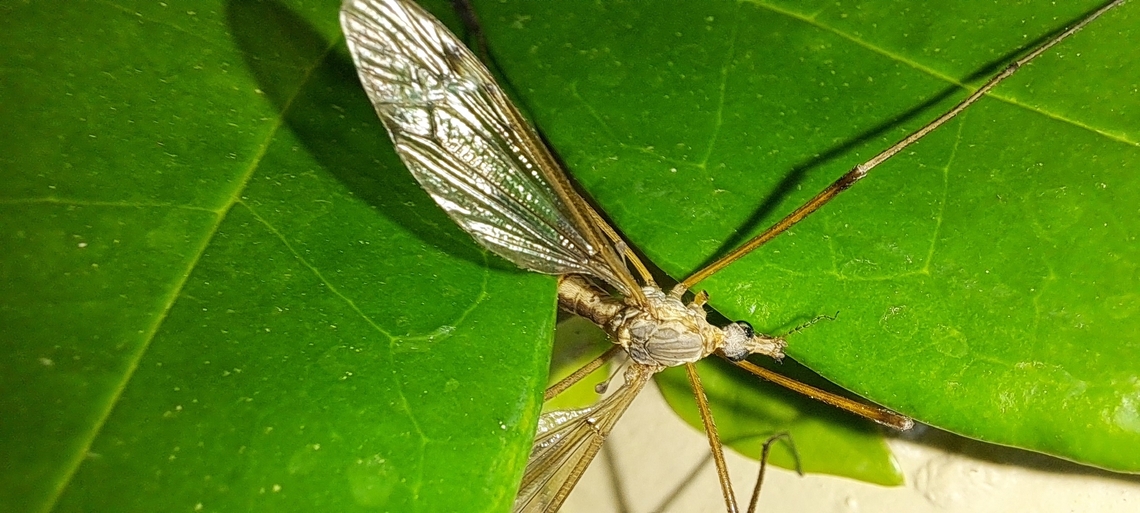 Female Tipula paludosa  Diptera,European Crane Fly,Geotagged,Spring,Tipula,Tipula paludosa,Tipulidae,United States,female