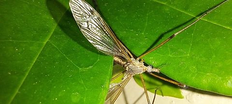 Female Tipula paludosa  Diptera,European Crane Fly,Geotagged,Spring,Tipula,Tipula paludosa,Tipulidae,United States,female