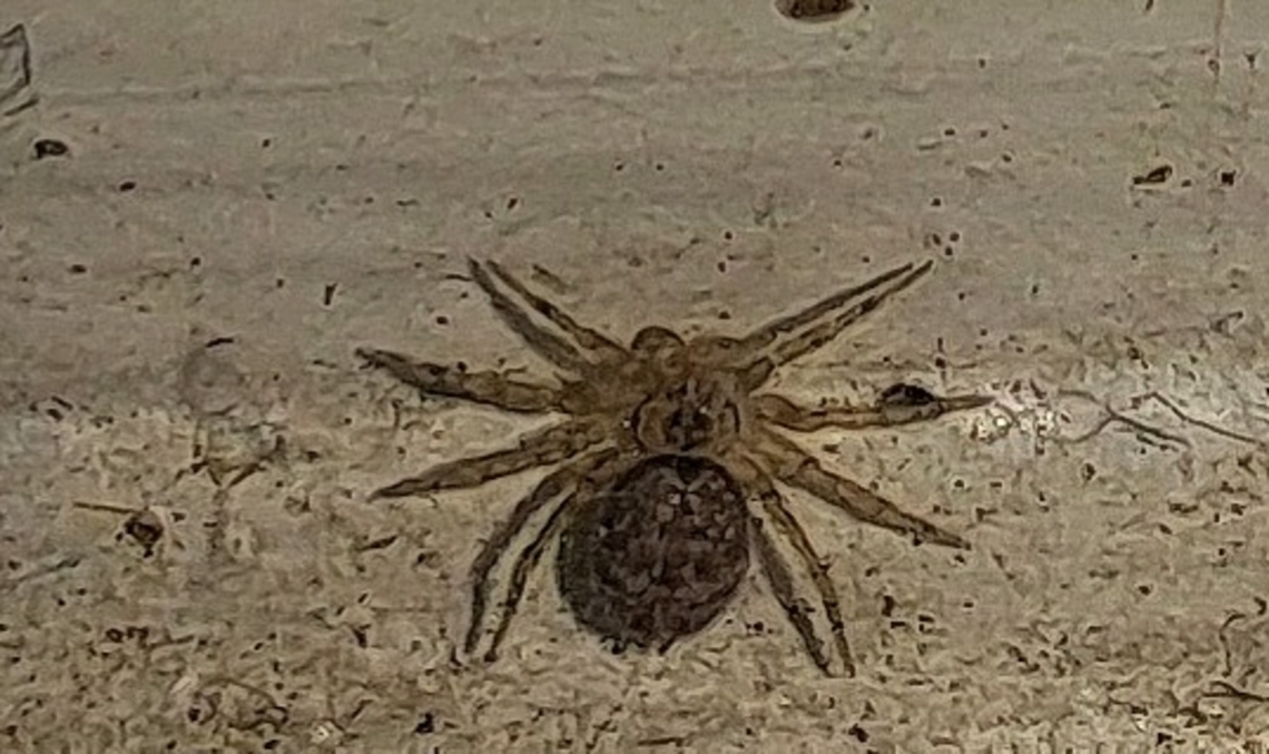 Wall spider female  Female,Geotagged,Oecobiidae,Oecobius navus,Spring,United States,Wall spider,cribellate