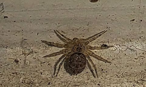 Wall spider female  Female,Geotagged,Oecobiidae,Oecobius navus,Spring,United States,Wall spider,cribellate