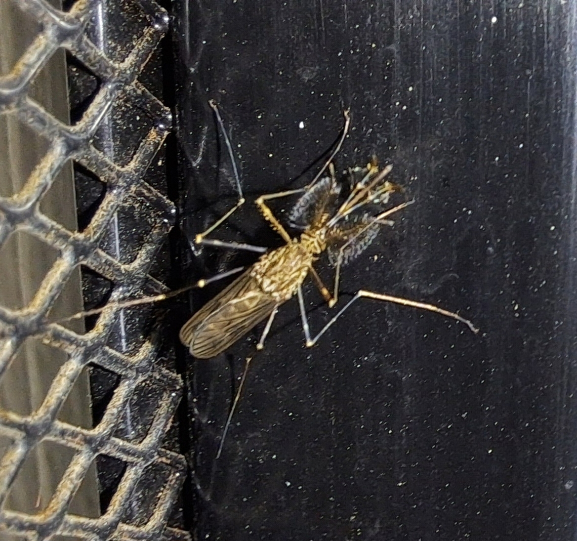 Asian bush mosquito Almost 2cm. Or almost an inch. Aedes,Aedes japonicus,Asian bush mosquito,Culicidae,Diptera,Geotagged,Spring,United States,male