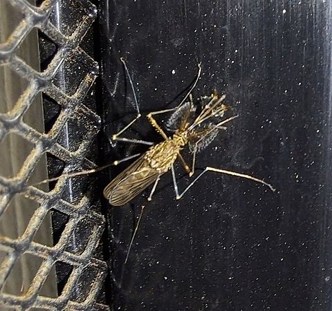 Asian bush mosquito Almost 2cm. Or almost an inch. Aedes,Aedes japonicus,Asian bush mosquito,Culicidae,Diptera,Geotagged,Spring,United States,male