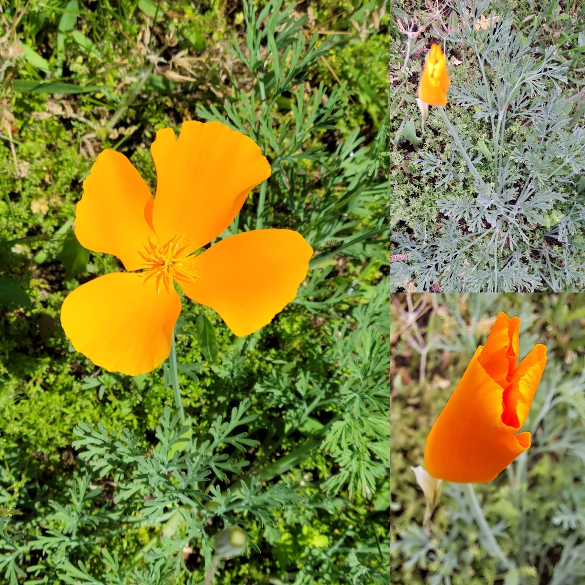 California poppy  Angiospermae,California Poppy,California poppy,Eschscholzia californica,Geotagged,Papaveraceae,Ranunculales,United States,eudicots,tracheophytes