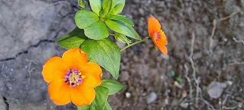 scarlet pimpernel  Anagallis,Anagallis arvensis,Ericales,Geotagged,Primulaceae,Scarlet pimpernel,Spring,United States,asterids,scarlet pimpernel