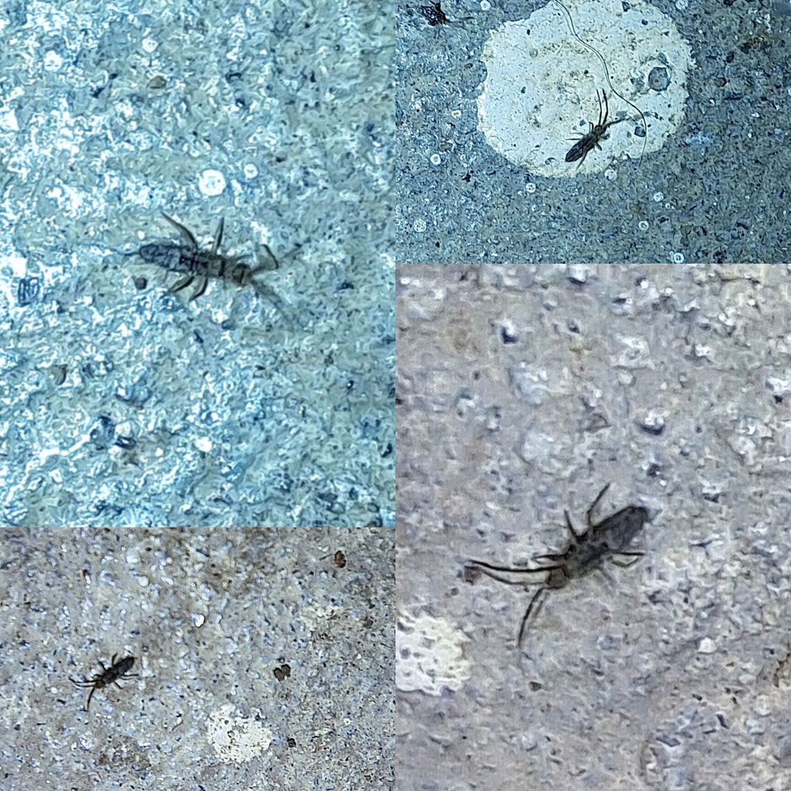 Cotton springtail Very small. Barely saw them on camera. Cotton springtail,Entognatha,Entomobrya,Entomobrya unostrigata,Entomobryidae,Geotagged,Hexapoda
